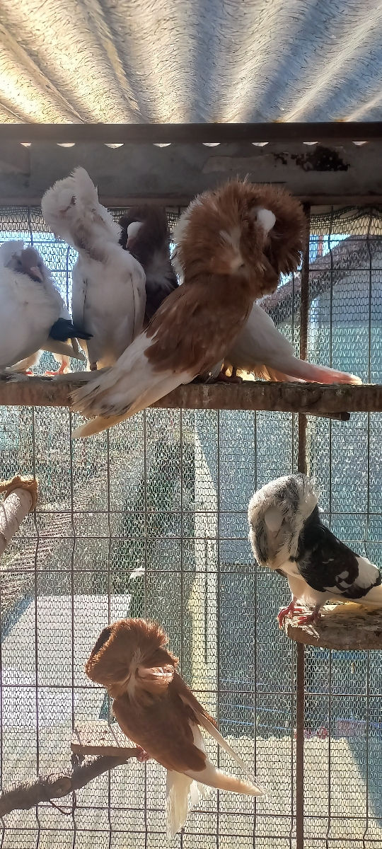 Porumbei foto 3