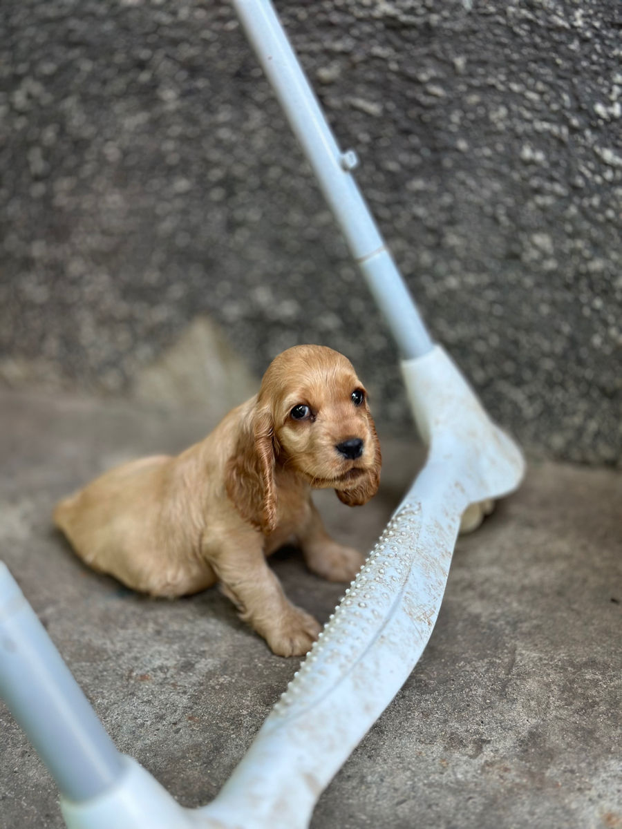 Cocker Spaniel Englez Rasa curata  foto 6