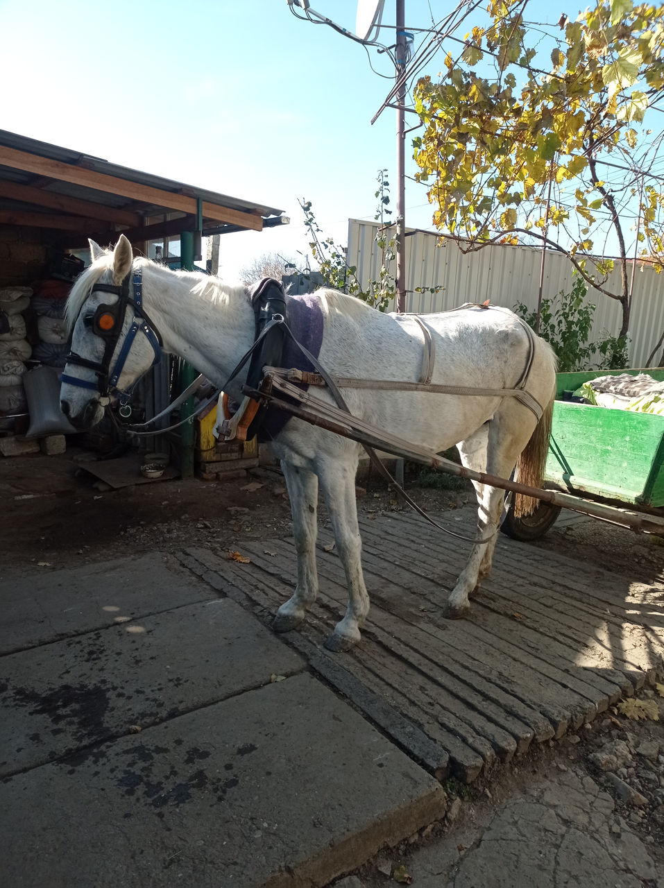 Лошадь не кусает не бьёт тянет одну тонну работяга продаётся только ...