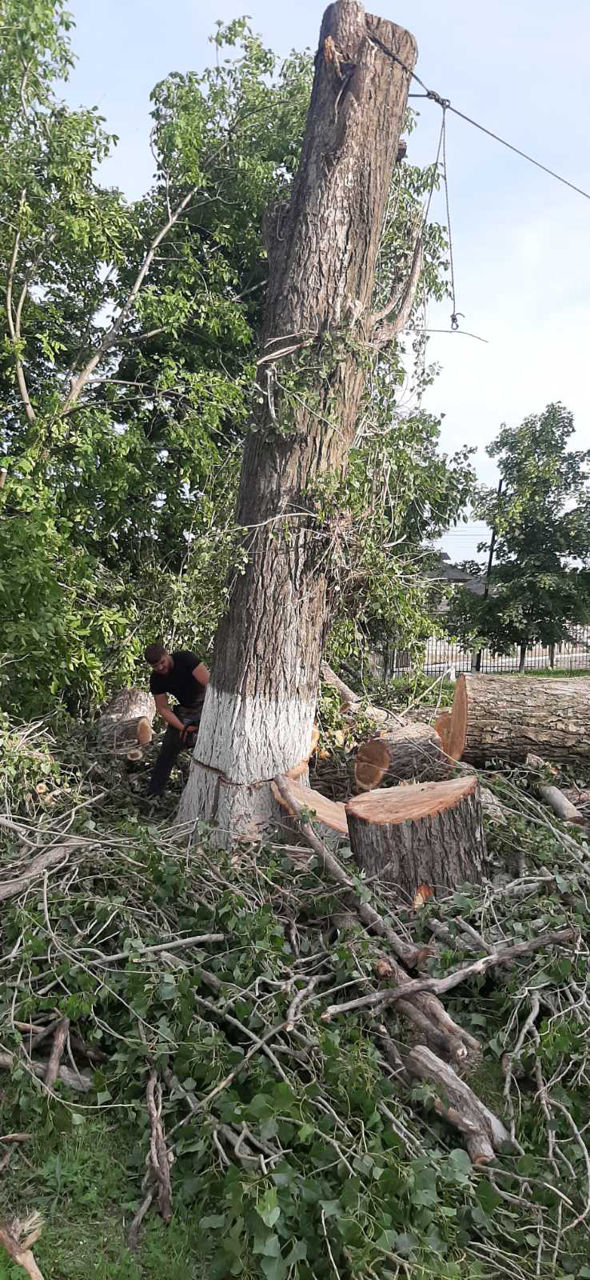 Taierea crengilor uscate sau a copacilor! foto 12