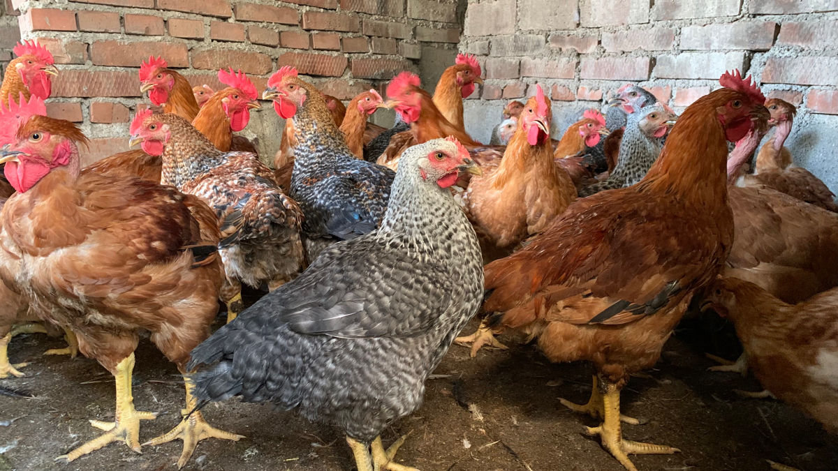 Продам Курей французов (6 месяцев ). Куры для яиц и меся. Живой вес. 60 ...