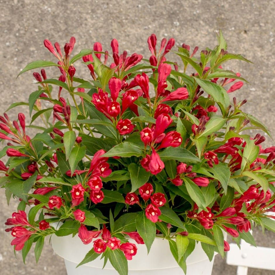 Weigela foto 4