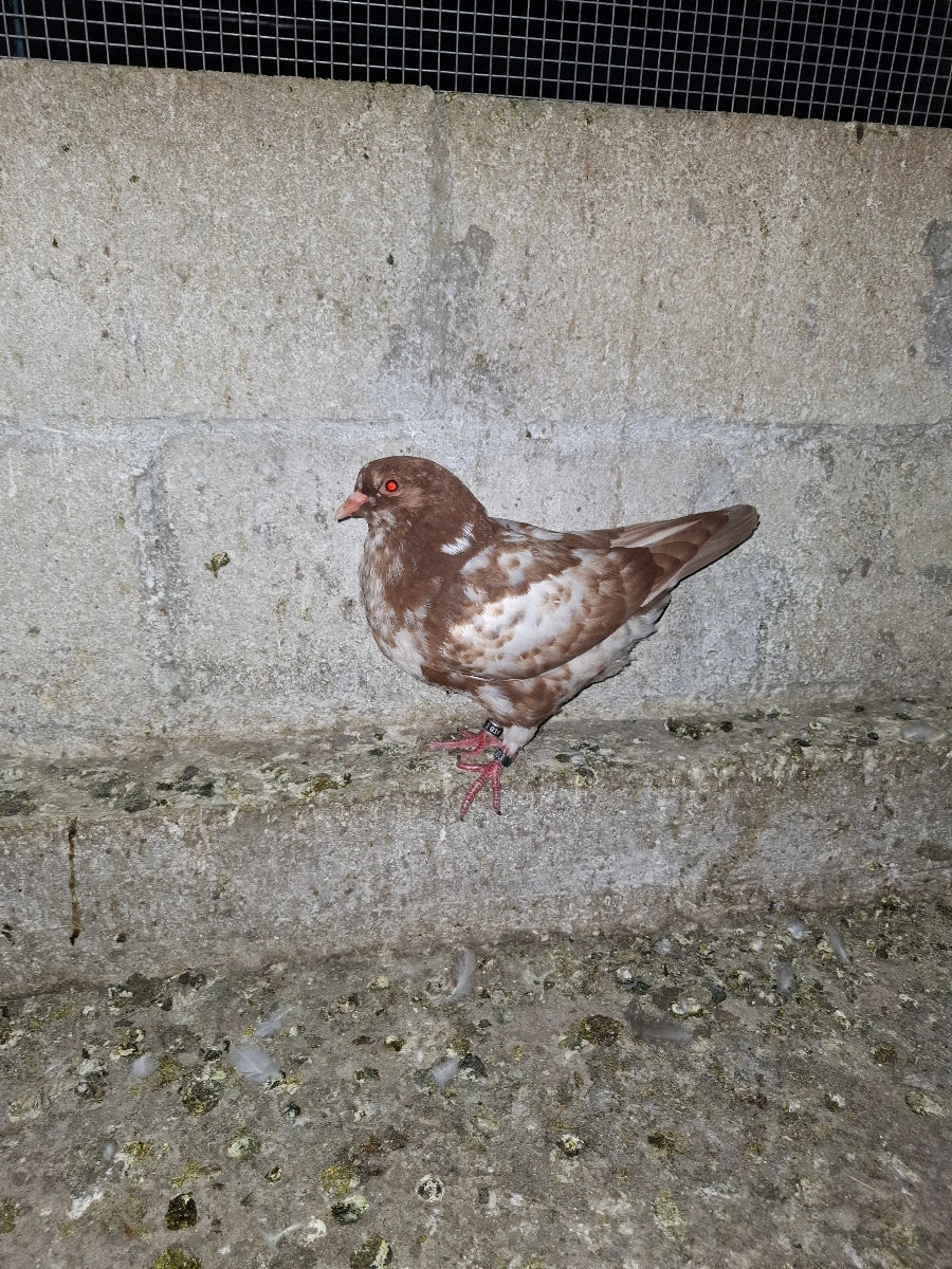 🕊️ Porumbei de rasă – King și Texani, talie mare 🕊️

 foto 3