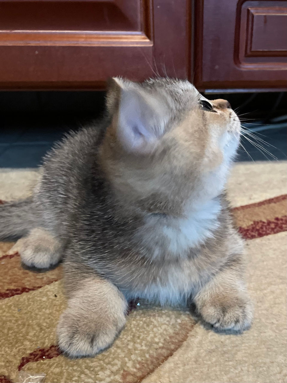шотландские котята, золотистая шиншилла