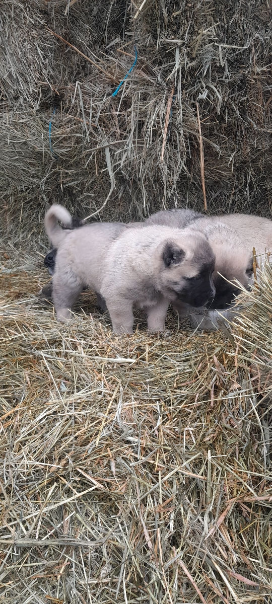 Kangal  фото 2