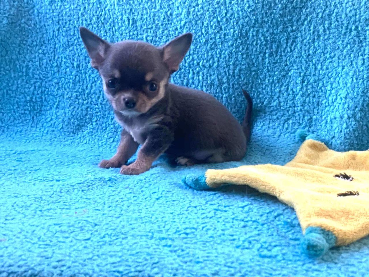 Чихуахуа с голубыми глазами. Чихуахуа голубого окраса. Мексиканский чихуахуа гладкошерстный. Чихуахуа голубого окраса. Синий чихуахуа.