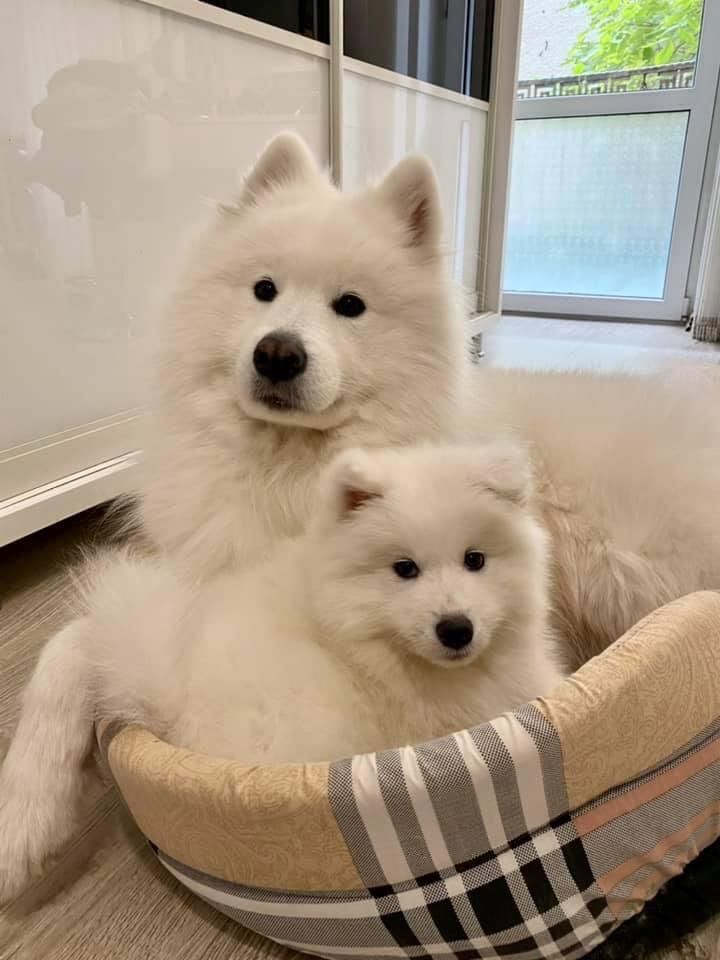 Самоед (Samoyed) для вязки (imperechere) foto 8