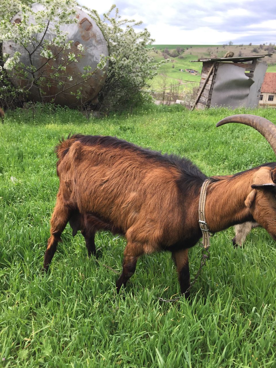 Capre Alpine Franceze De Vanzare vînd capre moldovnesti si alpine franceze