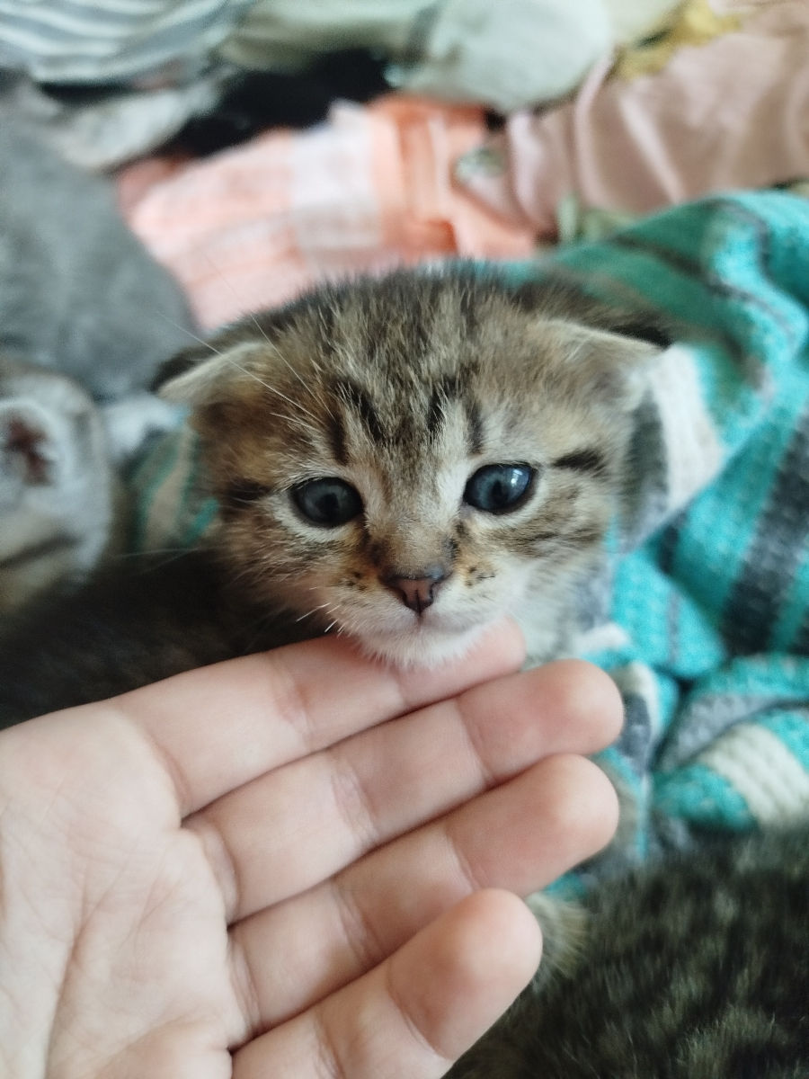 VAND PISICI foto 0