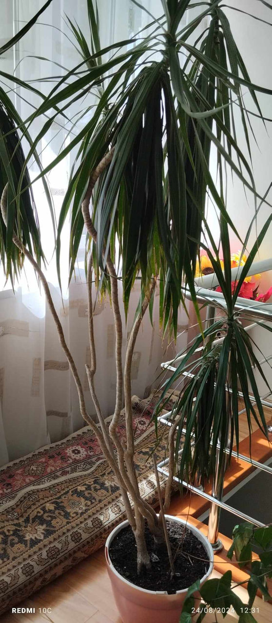 Dracena foto 1