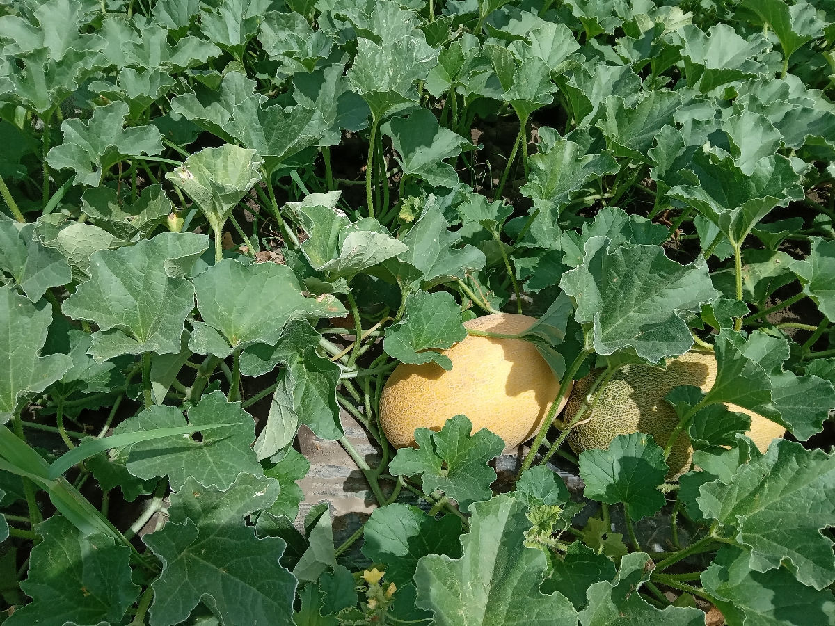 Pepene galben si rosu zamos foto 3