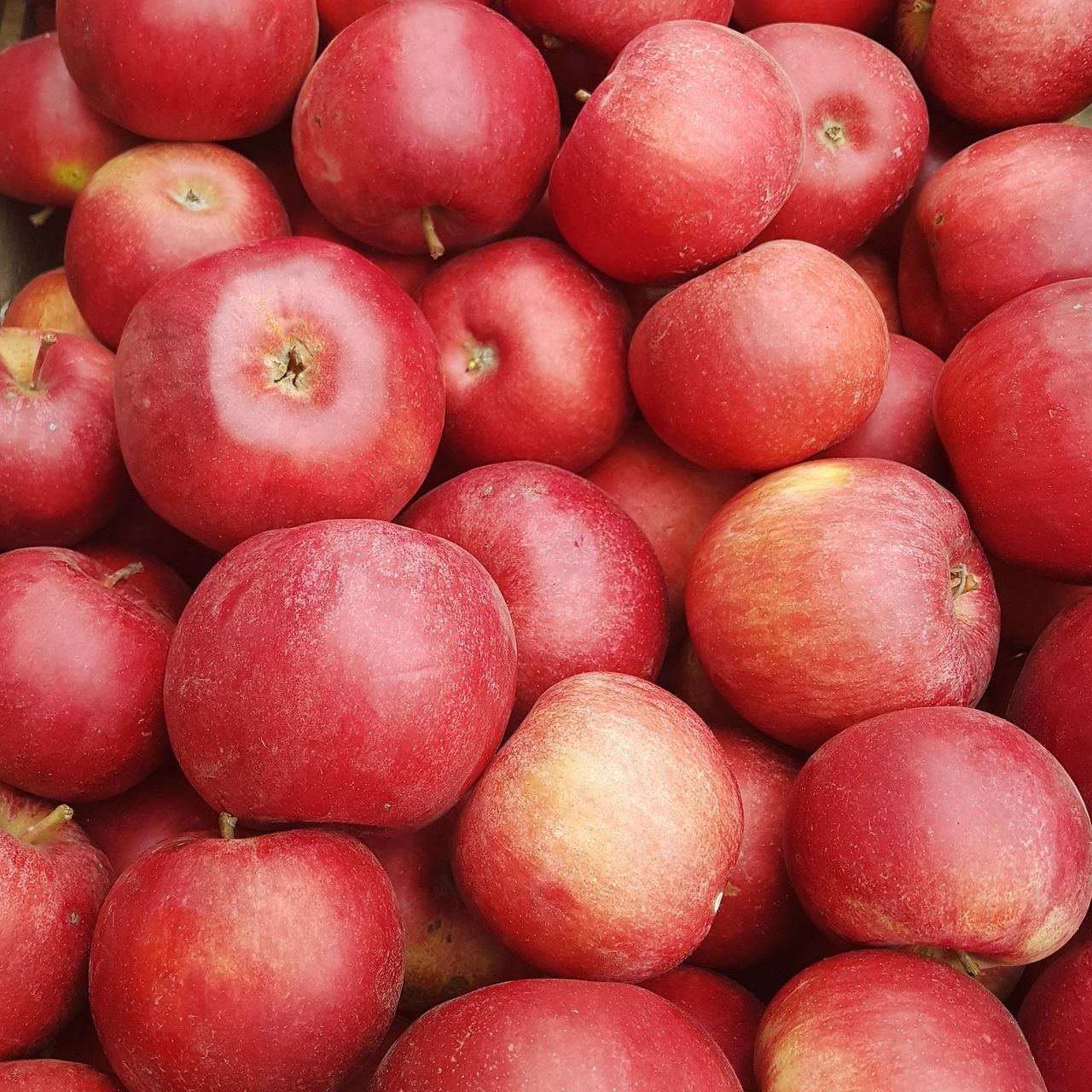 яблоки сорт флорина фото