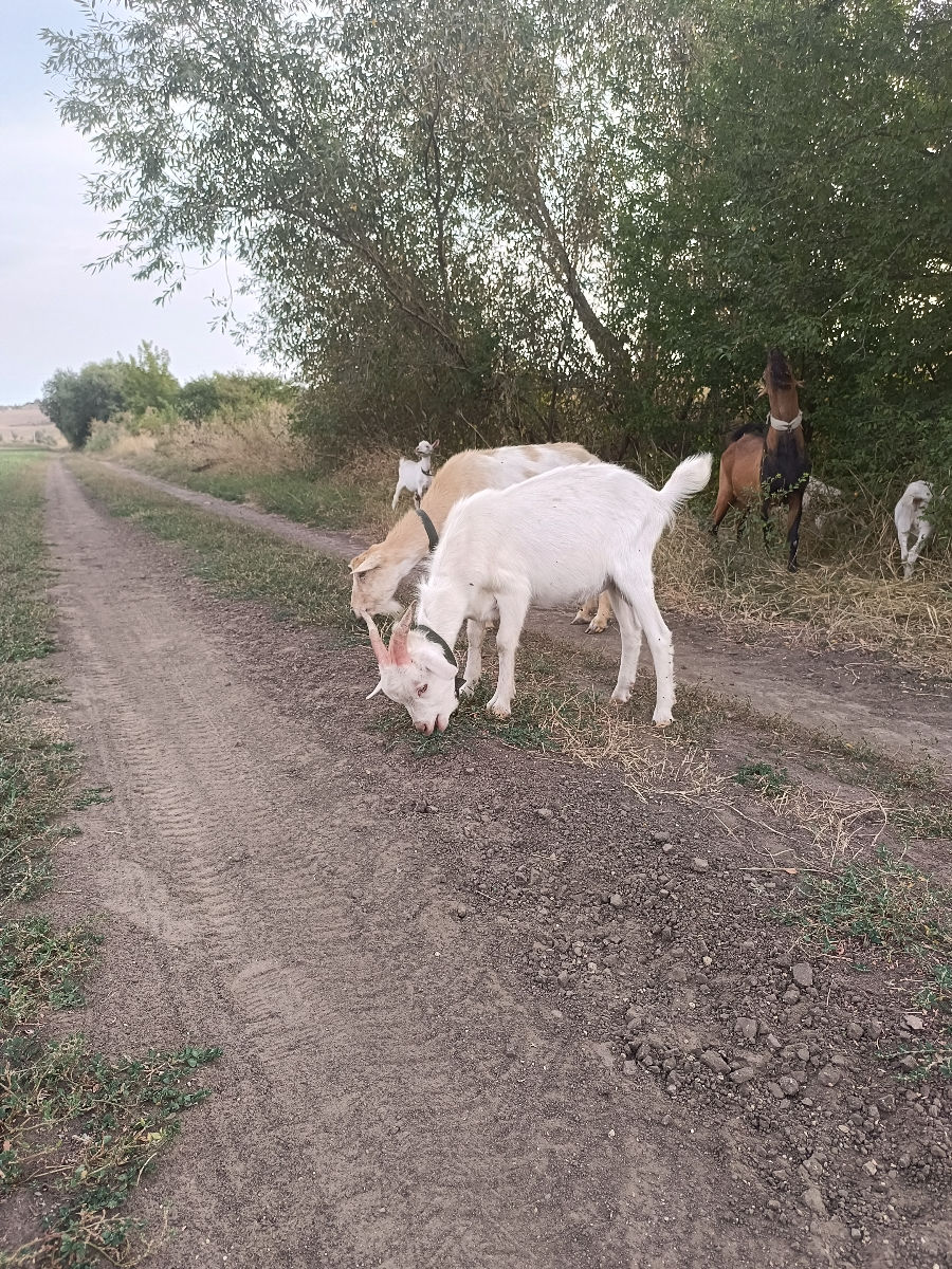 Lapte de capra Chisinau foto 1