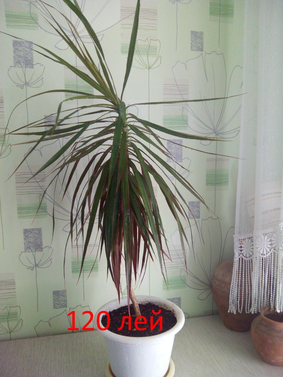 Драконово Дерево Фото Комнатная