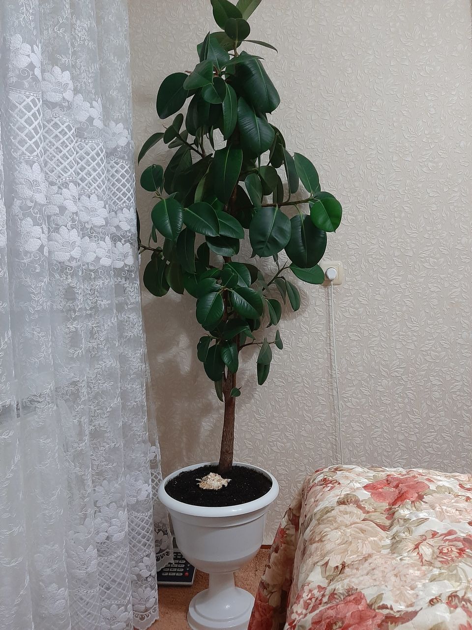 Продам срочно комнатные растения для офиса и дома. Отличный подарок