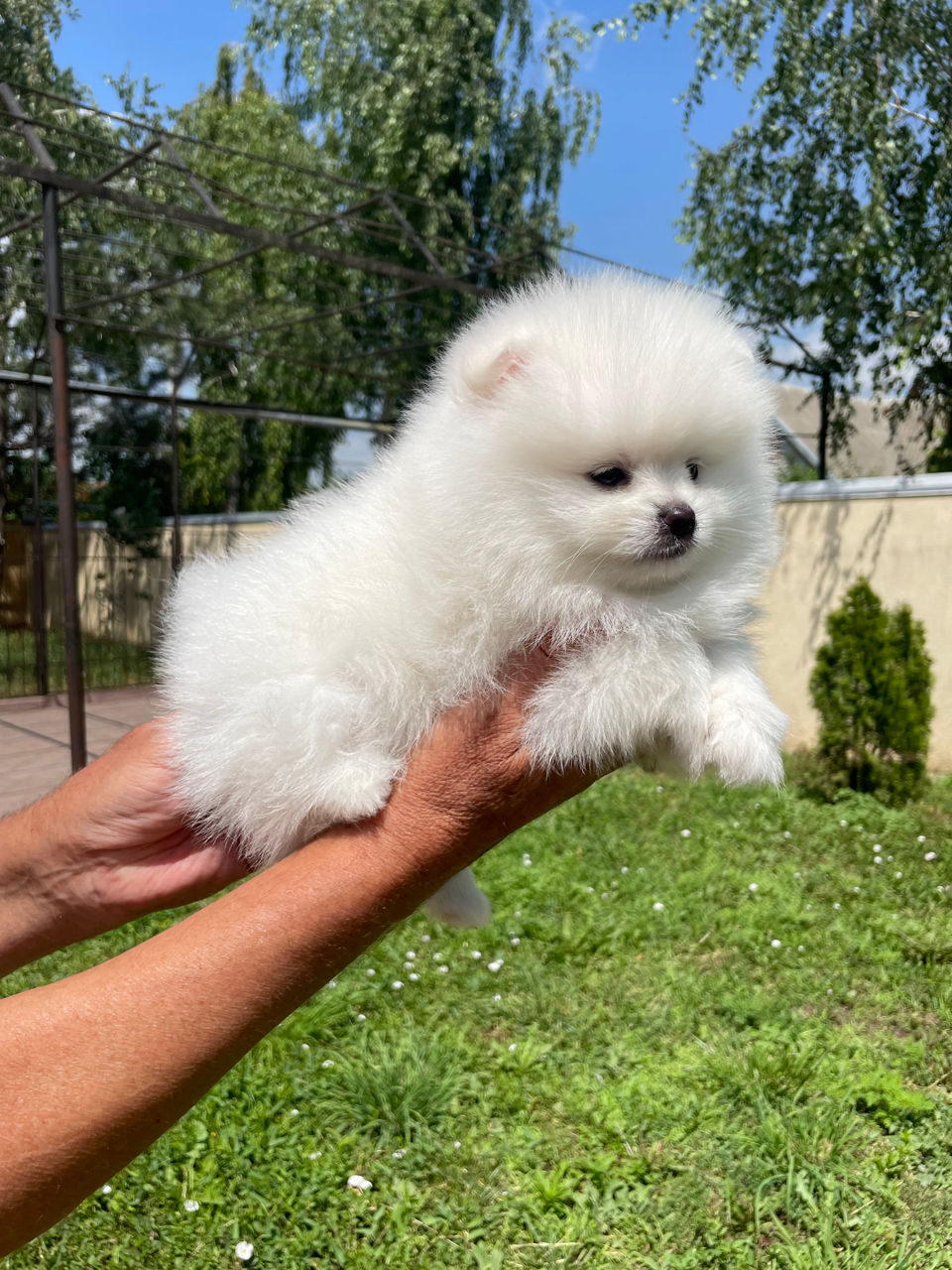 Померанский шпиц. Мини мишки foto 2