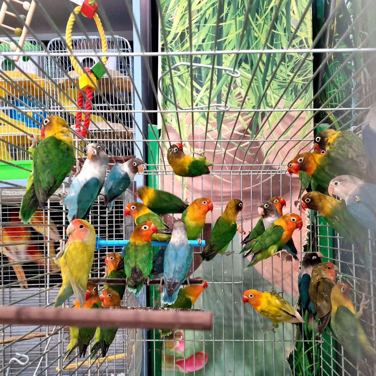 Продам неразлучники. Papagali Agapornis foto 0