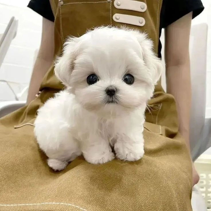 Mini Bichon Maltese catei cu livrare ! foto 2