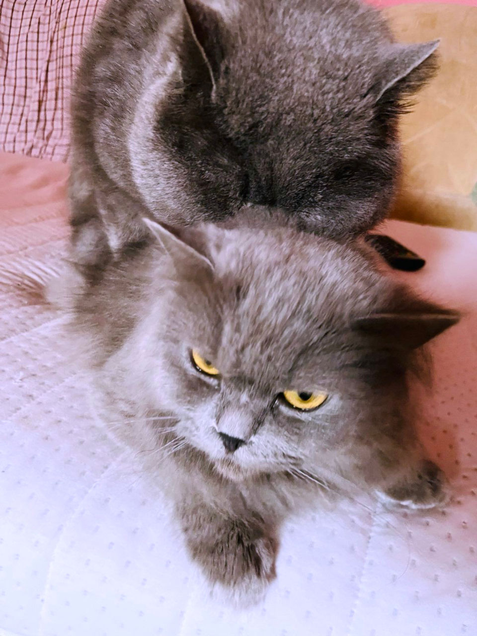 Британский кот вязка фото 8