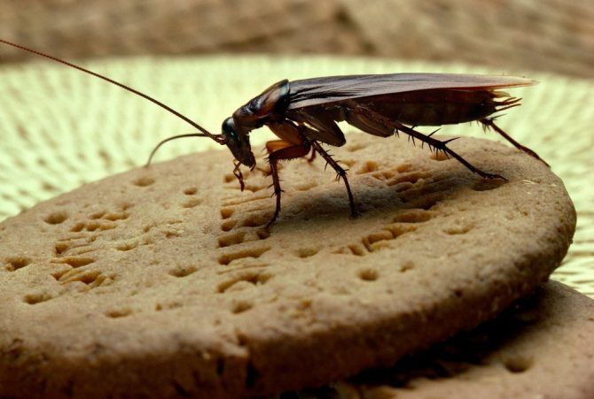 Eliminam: Gindaci de bucatarie(taracani), Plosnite(clopi), Purici, Soareci, Sobolani etc. foto 1