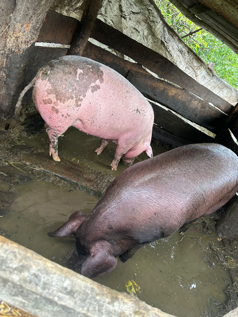 Vind un porc 130 kg foto 1