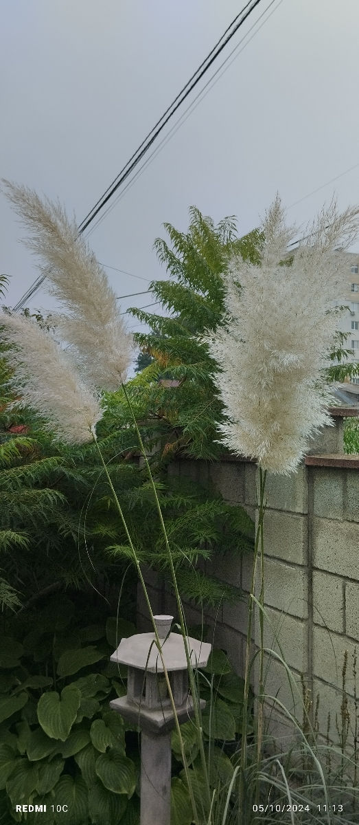 Cortaderia foto 0