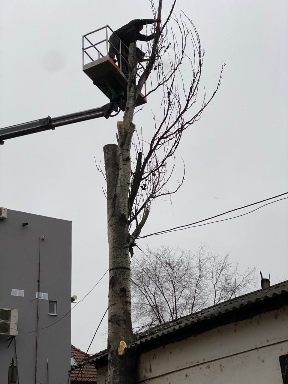 Servicii tăiere a copacilor sau crengilor problematice! foto 18