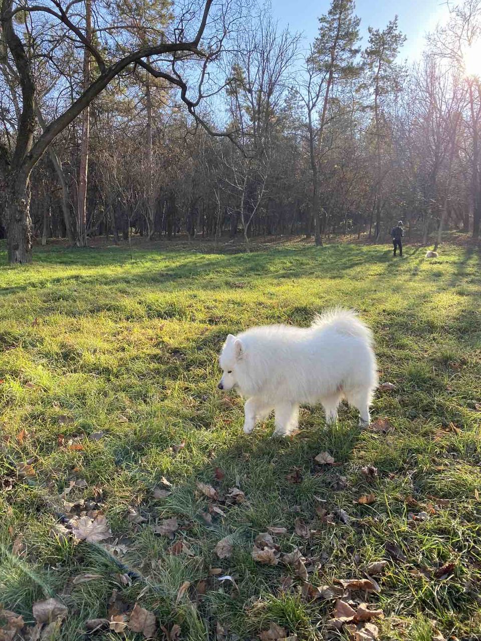 Самоед (Samoyed) для вязки (imperechere) foto 5