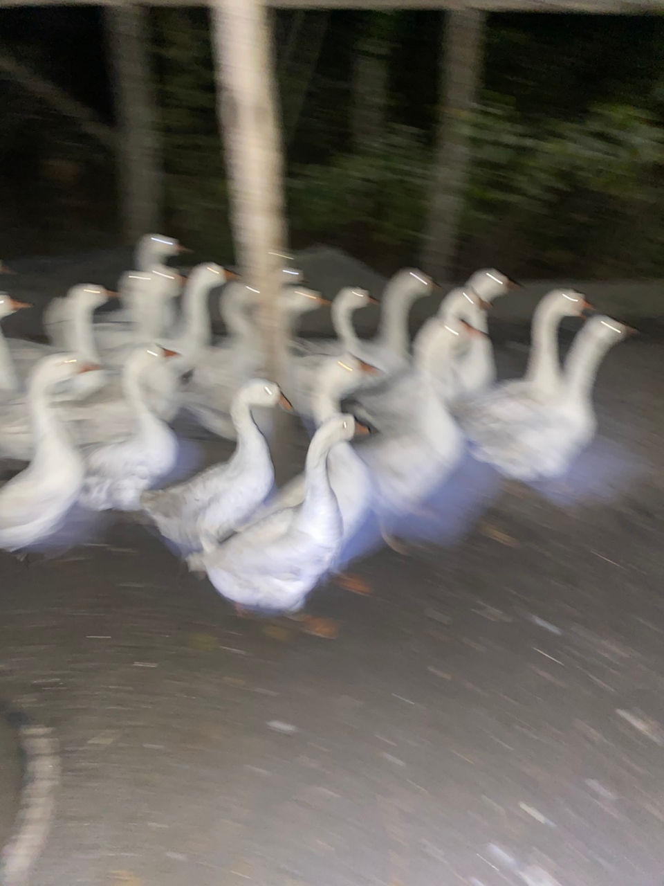 Avem în vinzare curcani curci bibilici rate mute giste hulubi epuri foto 2