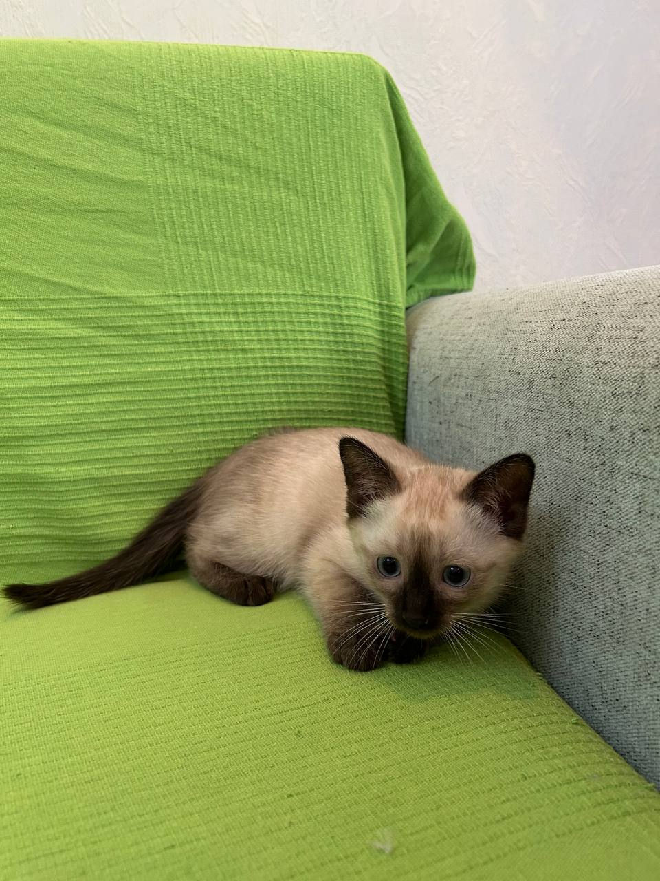 Pisici Siameze  foto 2