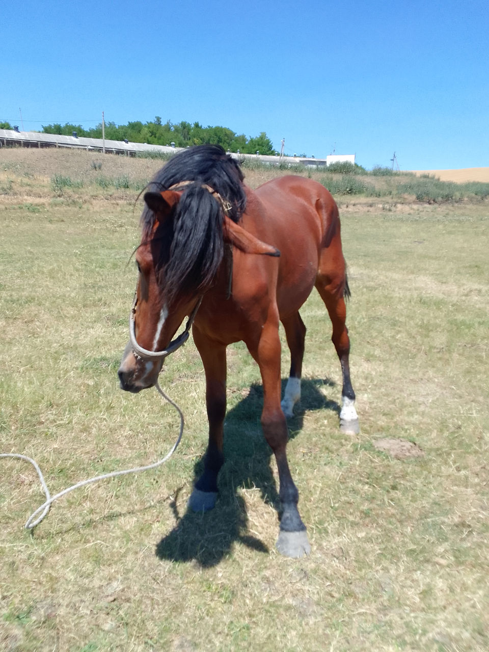 Minza Orlovskii 1,2 ani,, 1,70 m inaltime!!! foto 0