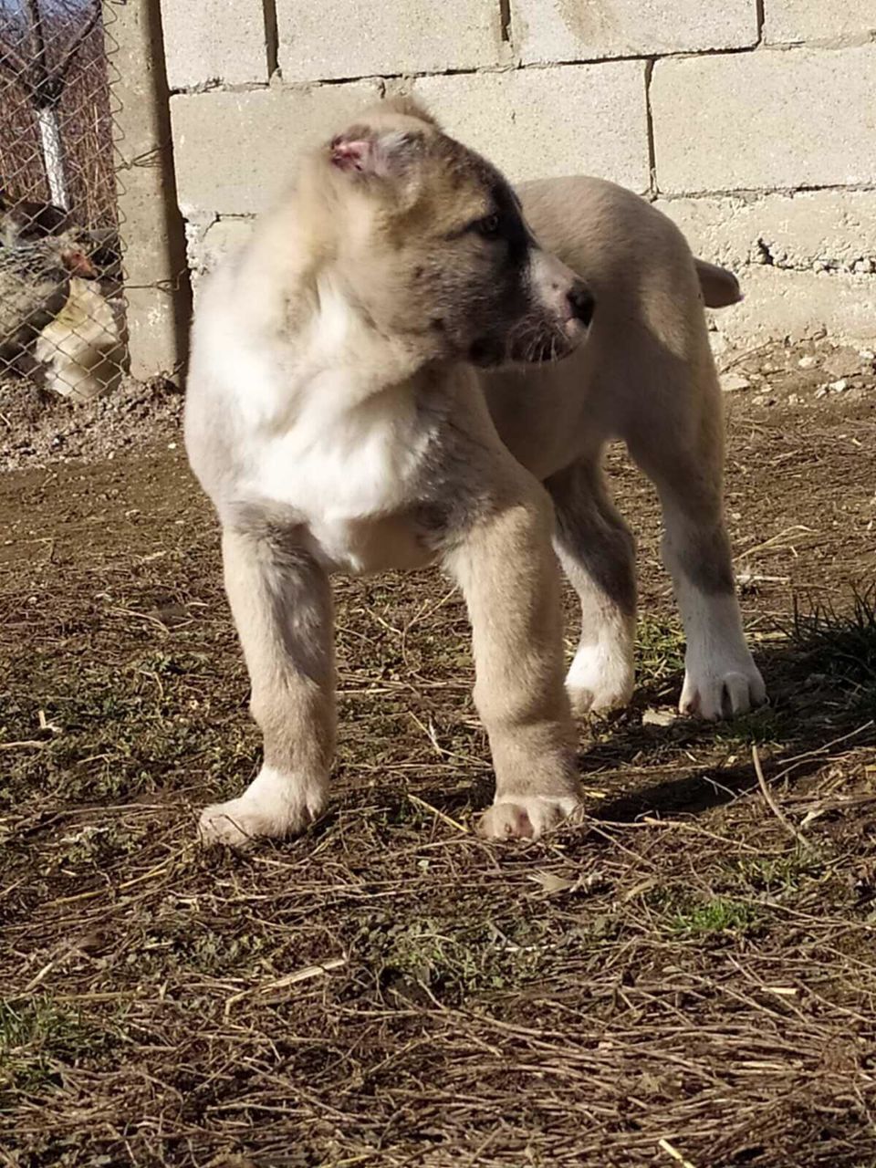 Алабай щенок 4 месяца фото