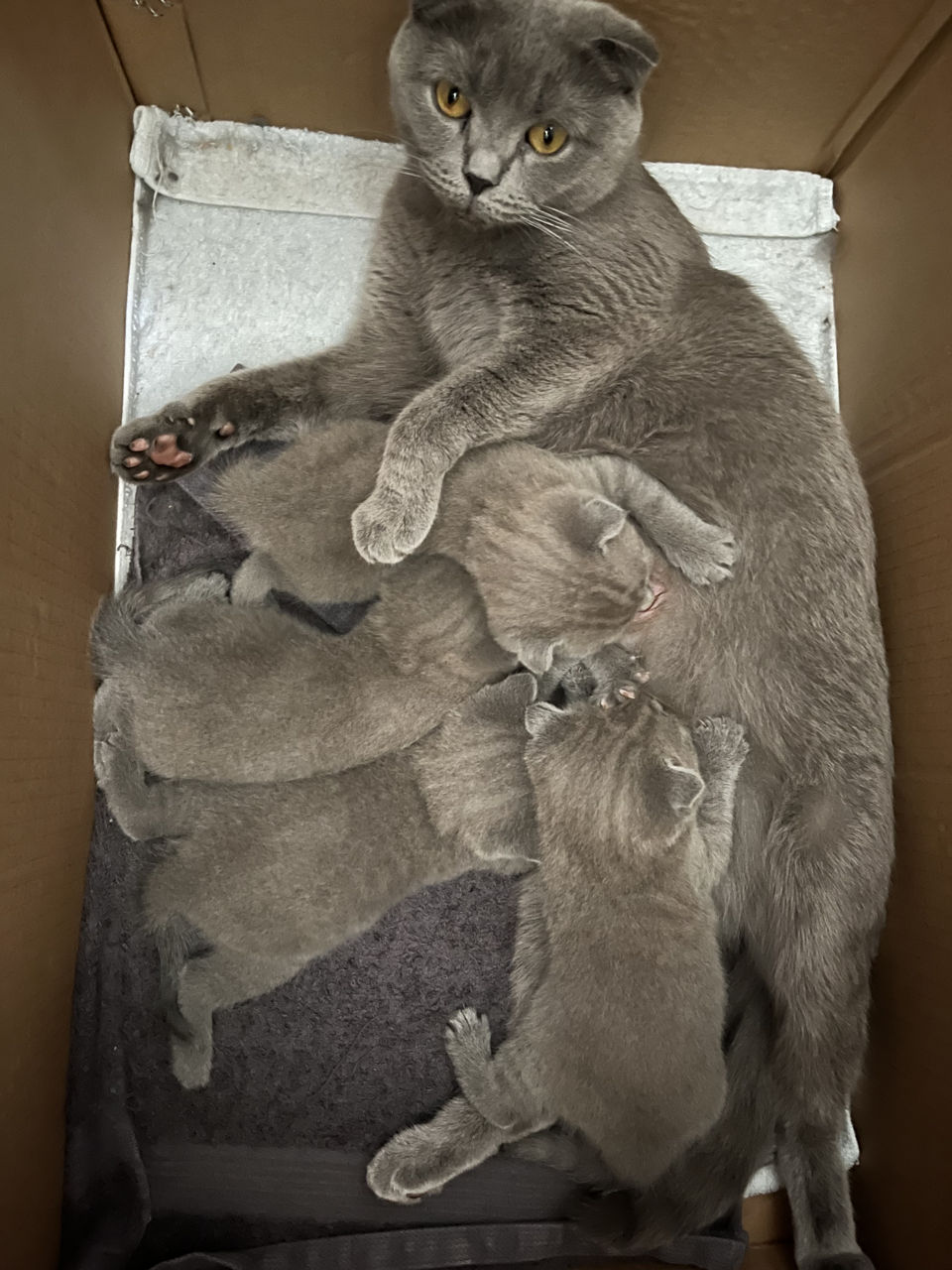 Шотландские котята