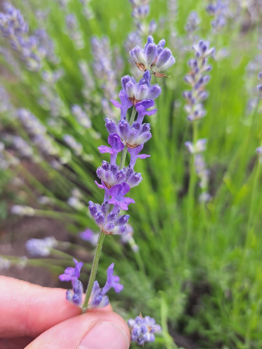 Lavanda foto 9