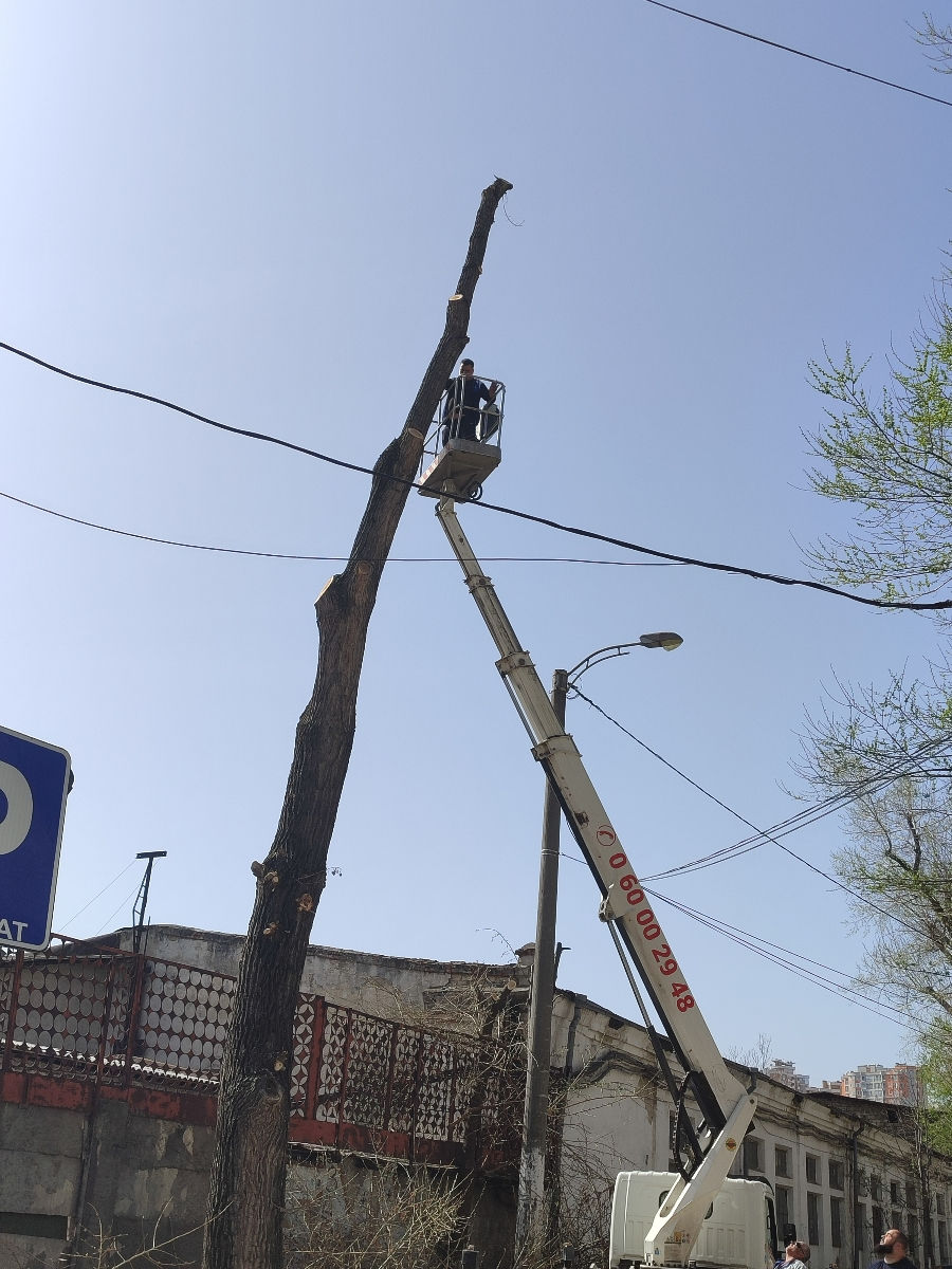 Doborîm arbori foarte mari și greu accesibili , lucrăm cu macaraua și autoturnul. foto 2