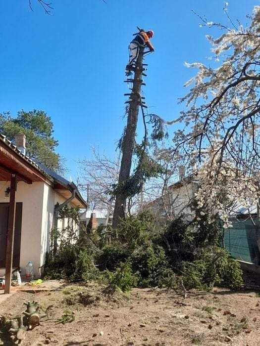 Defrisarea taierea copacilor Распил деревьев foto 1