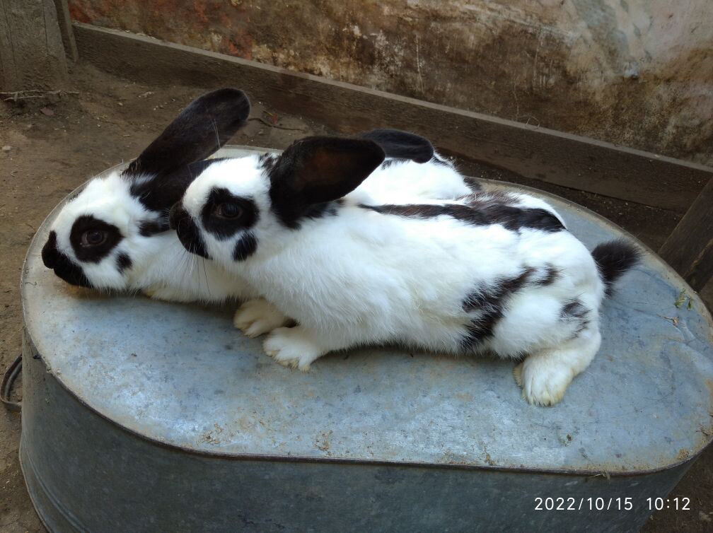 Самцы-кролы, с.конгаз