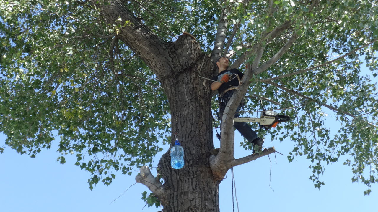 Defrisare arbori de orice dimensiuni si greutate.Arborist/Распиловка деревьев в труднодоступных мест foto 3