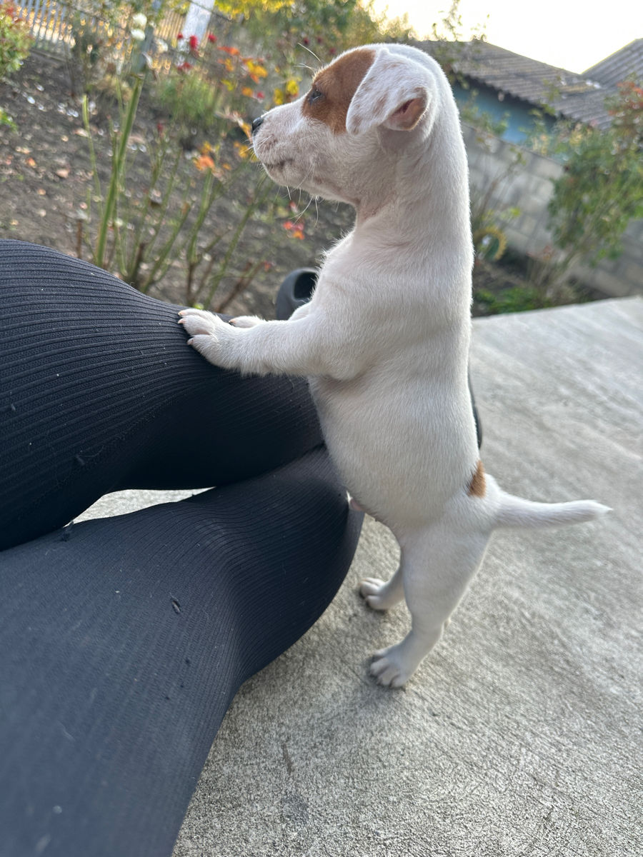 Jack Russell Terrier  foto 6