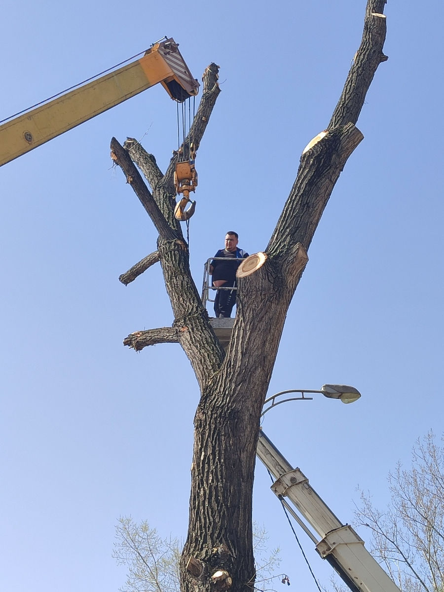 Doborîm arbori foarte mari și greu accesibili , lucrăm cu macaraua și autoturnul. foto 0