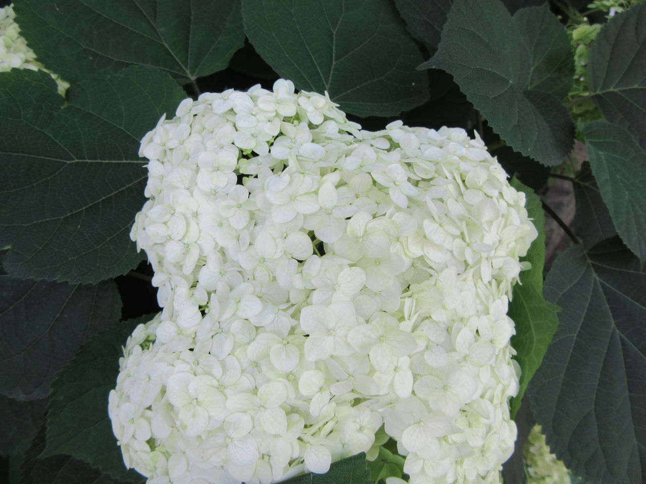 Древовидный пион, можжевельник, гортензия, хоста, флоксы, юкка, ирисы ...