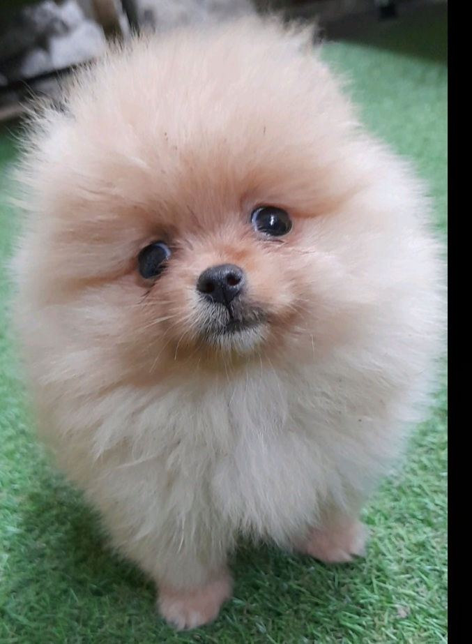 Pomeranian  померанский  шпиц foto 3