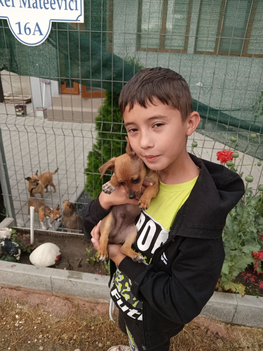 Продам щенков чихуахуа