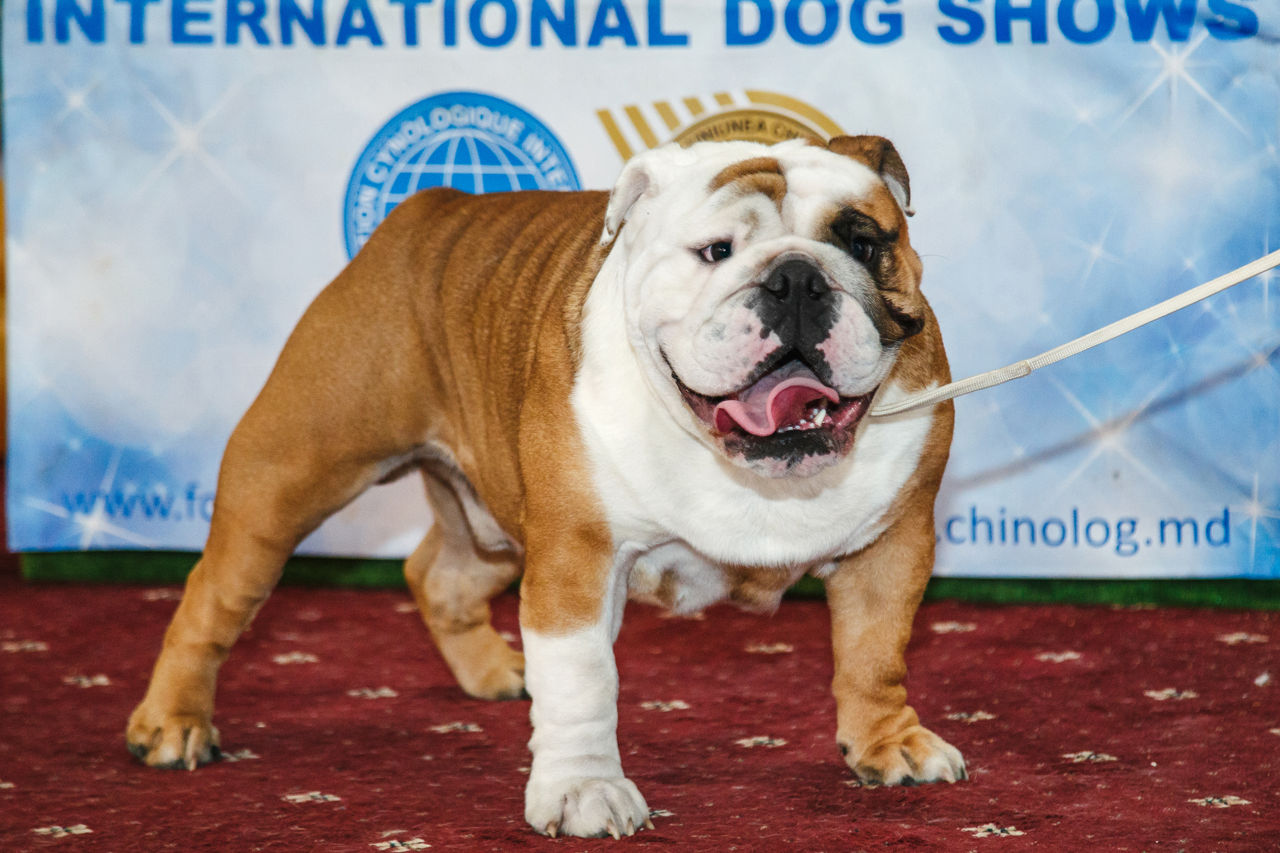 Cățeluși de Bulldog Englez foto 8