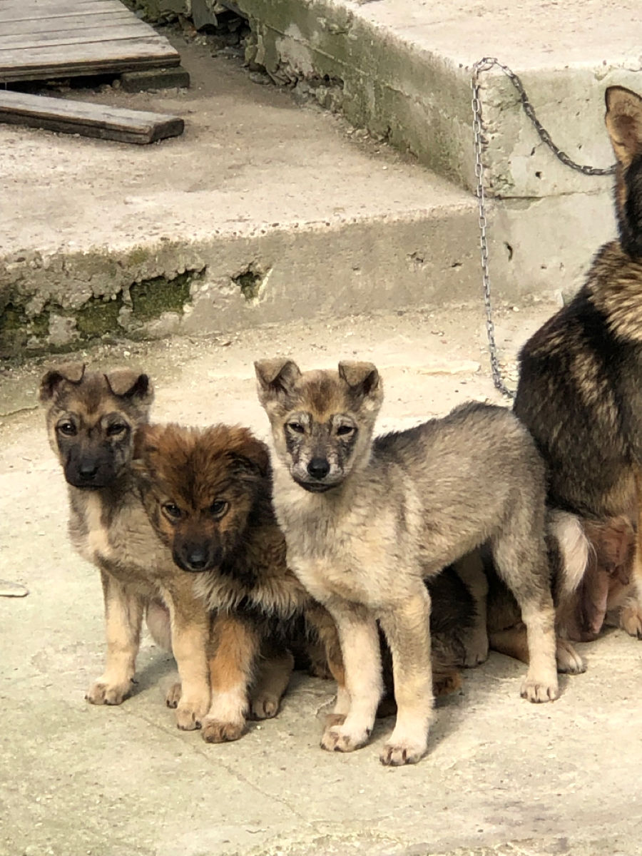 Ofer in dar caini, Husky Metis foto 0