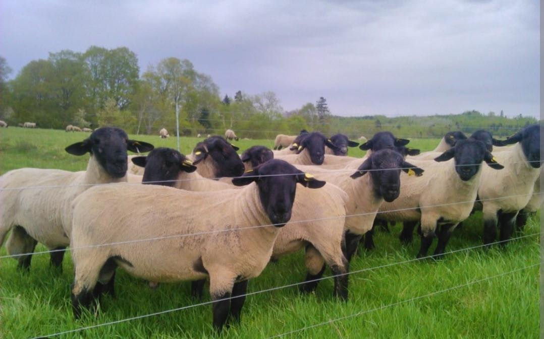 Продам овец Саффолк Английский.