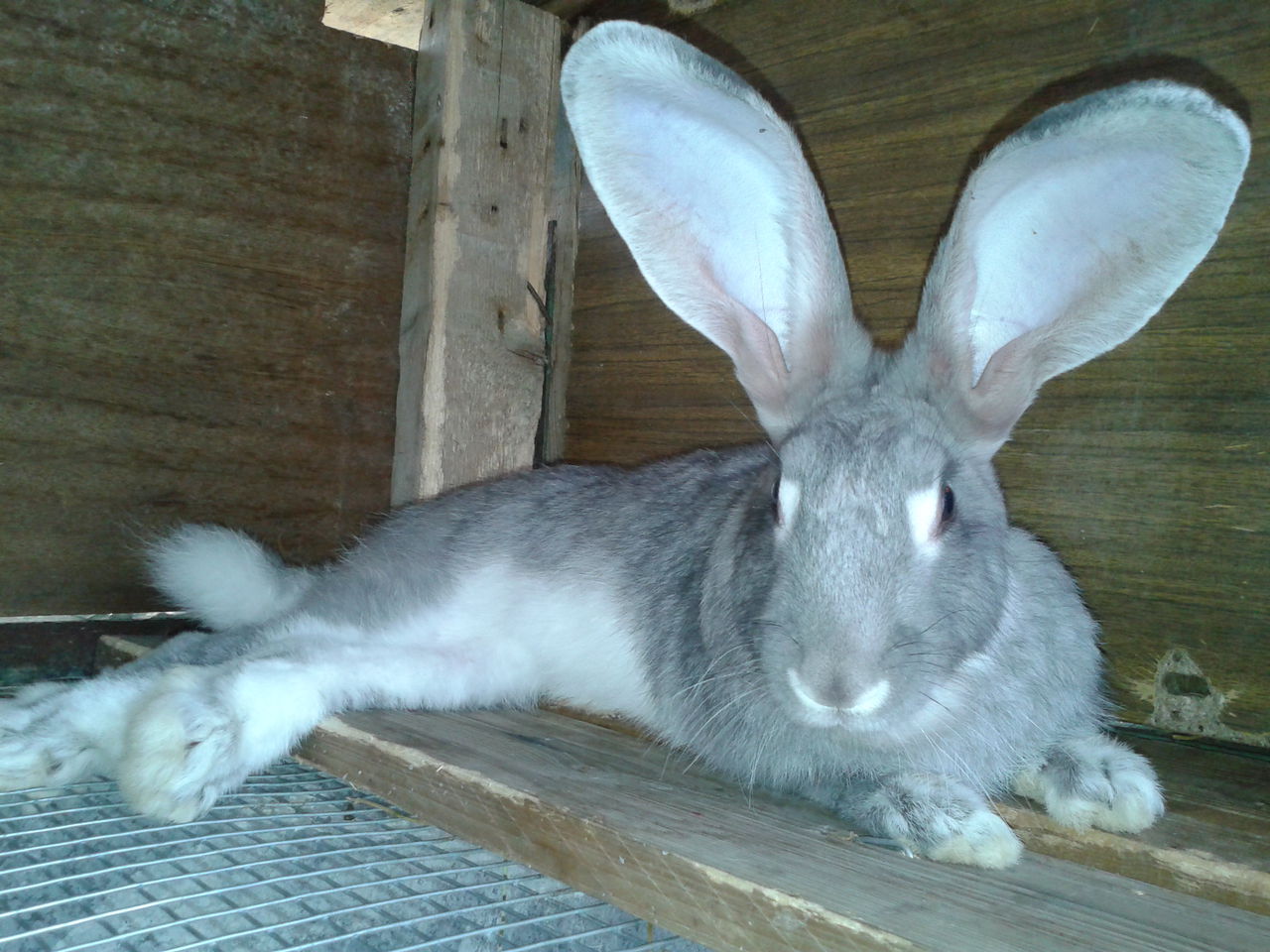 вислоухий баран серый. серо белые кролики. серо белые кролики. серо белые кролики. карликовый русак кролик.