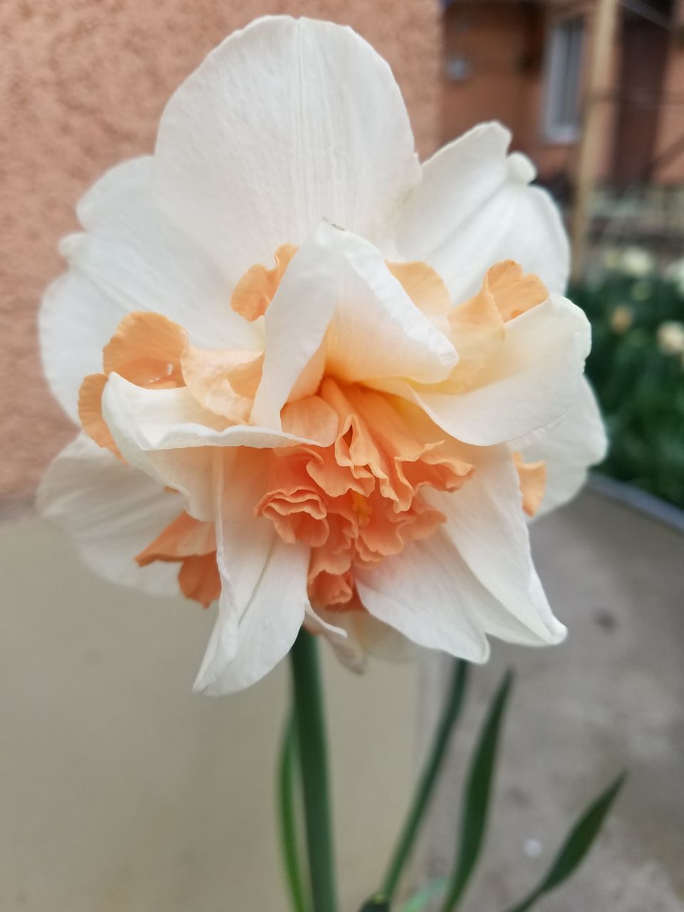 zambile, crocus, lalele, narcis, iris, branduse, fritillaria, muscari foto 2