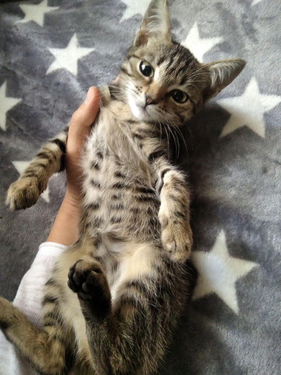 кошечка в добрые руки подарю