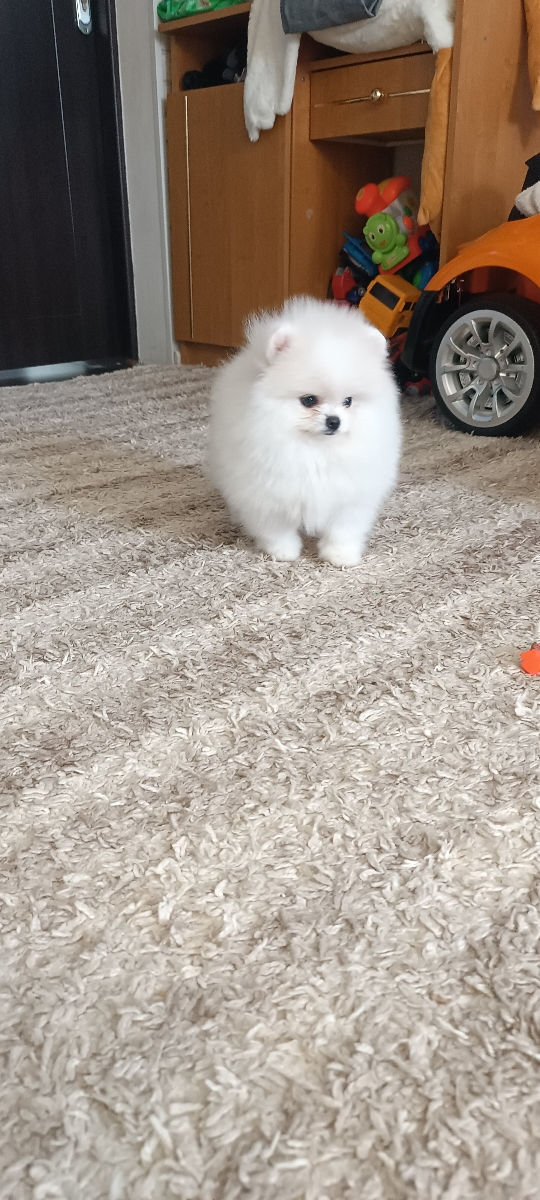 Крошки Mini toy Spitz Pomeranian foto 2